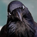 Benutzerbild von raven