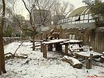 Im Pekinger Zoo, bei den Pandas :)
