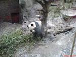 Panda panda panda